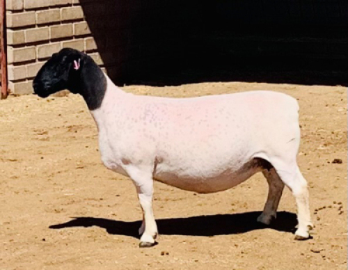 LOT 183 1 X DORPER OOI/EWE KOWIE DE WITT DORPERS T5