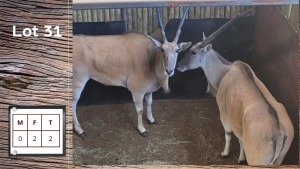 2X Eland F:2 (Per Piece to take the lot/Per stuk om lot te neem)