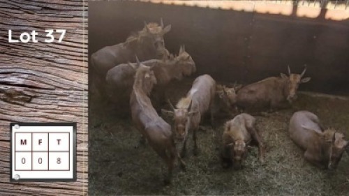 8X Goue Blouwildebees - Jong M:4 F:4 (Per Piece to take the lot/Per stuk om lot te neem)