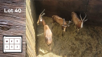 3X Blesbok M:3 (Per Piece to take the lot/Per stuk om lot te neem)