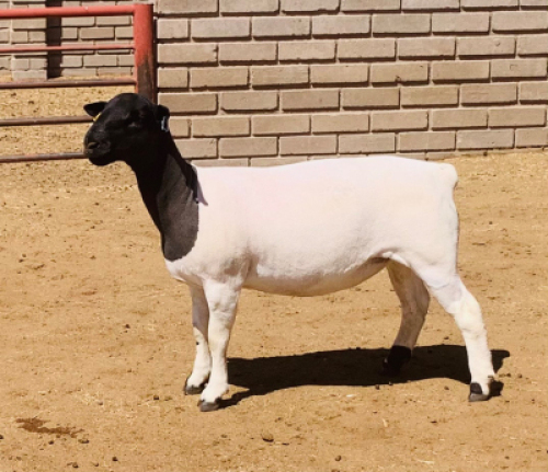 LOT 186 1 X DORPER OOI/EWE KOWIE DE WITT DORPERS KUDDE/FLOCK
