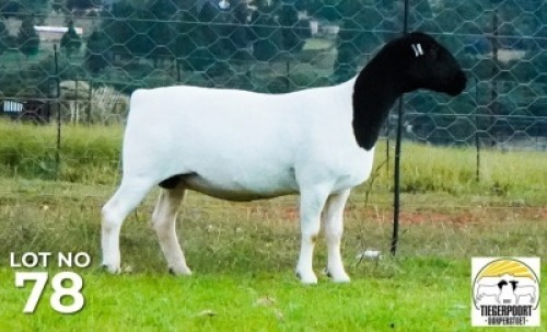 LOT 178 1 X DORPER OOI/EWE Tiegerpoort Dorper Stoet KUDDE