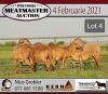 LOT 4 5X MEATMASTER OOI/EWE KERN MEATMASTERS(PER STUK OM LOT TE NEEM/PER PIECE TO TAKE THE LOT) - 2