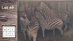 5X Zebra (Per Piece to take the lot/Per stuk om lot te neem)