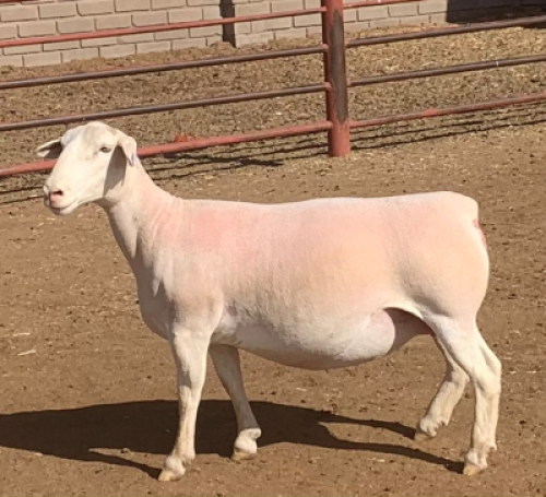 LOT 189 1 X WIT DORPER OOI/EWE KOWIE DE WITT WIT DORPERS T5