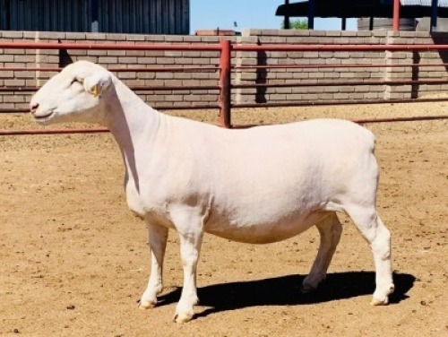 LOT 191 1 X WIT DORPER OOI/EWE KOWIE DE WITT WIT DORPERS STOET/STUD