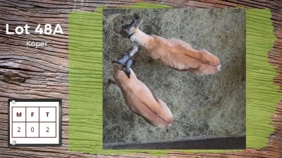 2X Koper Springbok M:2 (Pay per animal)