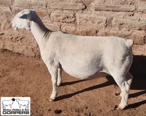 LOT 14 1X WHITE DORPER T5 EWE MICKEY PHILLIPS & SON 