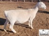 LOT 15 1X WHITE DORPER T5 EWE MICKEY PHILLIPS & SON