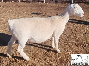 LOT 15 1X WHITE DORPER T5 EWE MICKEY PHILLIPS & SON 