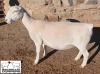 LOT 15 1X WHITE DORPER T5 EWE MICKEY PHILLIPS & SON - 2