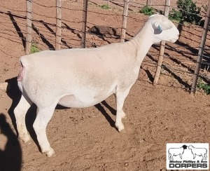 LOT 16 1X WHITE DORPER T5 EWE MICKEY PHILLIPS & SON 