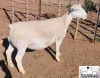 LOT 16 1X WHITE DORPER T5 EWE MICKEY PHILLIPS & SON - 2