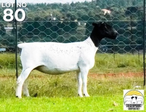 LOT 180 1 X DORPER OOI/EWE Tiegerpoort Dorper Stoet KUDDE