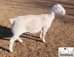 LOT 30 1X WHITE DORPER T5 EWE MICKEY PHILLIPS & SON 