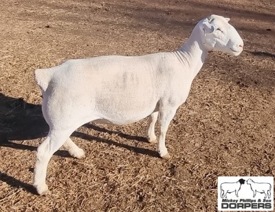 LOT 30 1X WHITE DORPER T5 EWE MICKEY PHILLIPS & SON