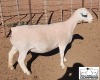 LOT 32 1X WHITE DORPER T5 EWE MICKEY PHILLIPS & SON