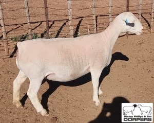 LOT 32 1X WHITE DORPER T5 EWE MICKEY PHILLIPS & SON 