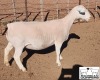 LOT 32 1X WHITE DORPER T5 EWE MICKEY PHILLIPS & SON - 2