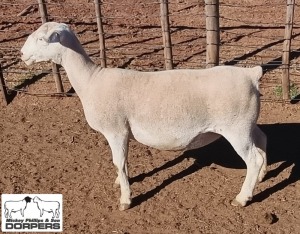 LOT 31 1X WHITE DORPER T5 EWE MICKEY PHILLIPS & SON 