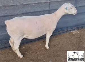 LOT 45 1X WHITE DORPER STUD EWE MICKEY PHILLIPS & SON 