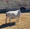 LOT 9 1X DORPER T5 EWE LEROY PHILLIPS DORPERS