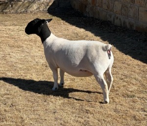 LOT 10 1X DORPER T5 EWE LEROY PHILLIPS DORPERS 