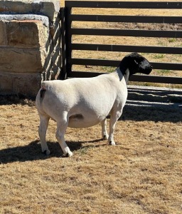 LOT 12 1X DORPER T5 EWE LEROY PHILLIPS DORPERS 