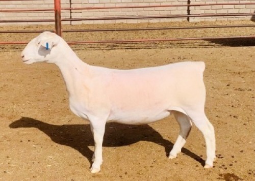LOT 192 1 X WIT DORPER OOI/EWE KOWIE DE WITT WIT DORPERS T5