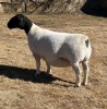 LOT 11 1X DORPER T5 EWE LEROY PHILLIPS DORPERS