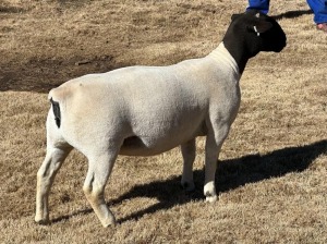 LOT 25 2X DORPER T5 EWE LEROY PHILLIPS DORPERS 