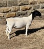 LOT 25 2X DORPER T5 EWE LEROY PHILLIPS DORPERS - 2