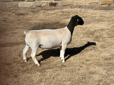 LOT 26 2X DORPER T5 EWE LEROY PHILLIPS DORPERS