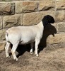 LOT 26 2X DORPER T5 EWE LEROY PHILLIPS DORPERS - 2