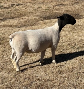 LOT 27 3X DORPER T5 EWE LEROY PHILLIPS DORPERS 