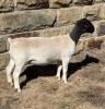 LOT 27 3X DORPER T5 EWE LEROY PHILLIPS DORPERS - 2