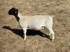 LOT 27 3X DORPER T5 EWE LEROY PHILLIPS DORPERS - 3