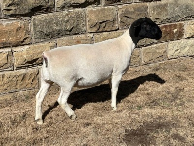 LOT 28 2X DORPER T5 EWE LEROY PHILLIPS DORPERS