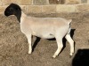 LOT 28 2X DORPER T5 EWE LEROY PHILLIPS DORPERS - 2