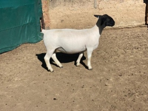 LOT 193 1 X DORPER OOI/EWE LEROY PHILLIPS DORPERS T5