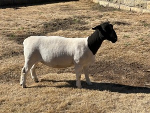 LOT 29 2X DORPER T5 EWE LEROY PHILLIPS DORPERS 