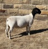 LOT 29 2X DORPER T5 EWE LEROY PHILLIPS DORPERS - 2