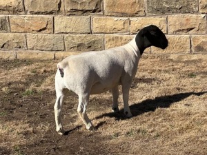 LOT 40 2X DORPER T5 EWE LEROY PHILLIPS DORPERS 