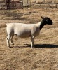 LOT 40 2X DORPER T5 EWE LEROY PHILLIPS DORPERS - 2