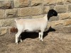 LOT 41 1X DORPER STUD EWE LEROY PHILLIPS DORPERS