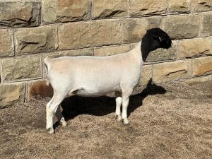 LOT 41 1X DORPER STUD EWE LEROY PHILLIPS DORPERS 