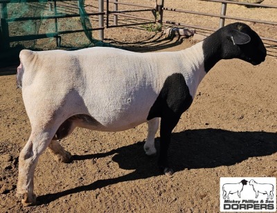 LOT 1 1X DORPER T5 EWE MICKEY PHILLIPS & SON