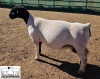 LOT 1 1X DORPER T5 EWE MICKEY PHILLIPS & SON - 2