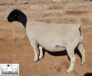 LOT 2 1X DORPER T5 EWE MICKEY PHILLIPS & SON 