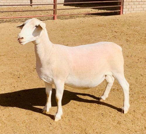 LOT 190 1 X WIT DORPER OOI/EWE KOWIE DE WITT WIT DORPERS STOET/STUD